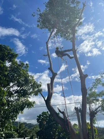 ENTRETIEN DES ESPACES VERTS, ELAGAGE ET ABATTAGE D'ARBRES