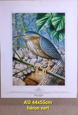 affiche poster oiseaux Tahiti