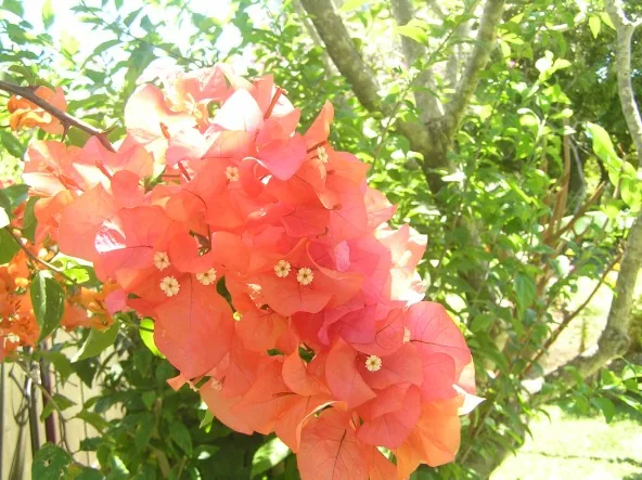 cherche f de ménage rbnb Moorea