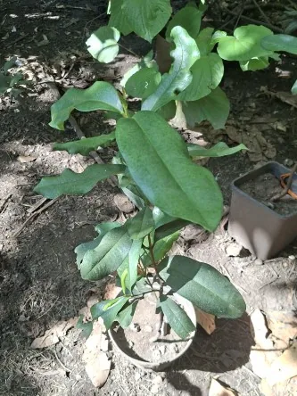 Plante  épices laurrier bois d'inde 2500frs 1m50 hauteur