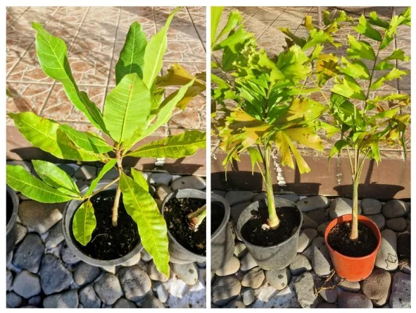 Vends des plantes