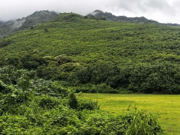 MOOREA - MAHAREPA – MAGNIFIQUE TERRAIN DE PLUS DE 13 000 M2.