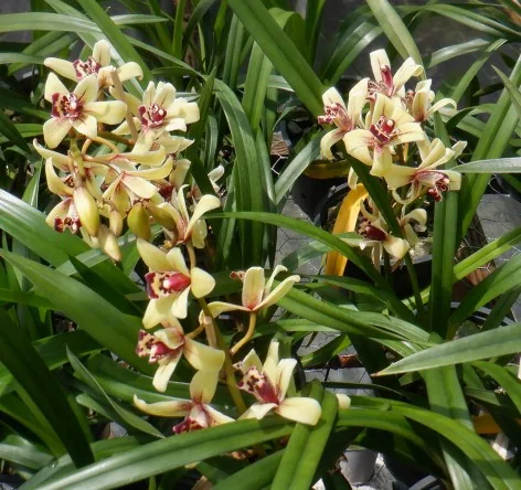 Vds 11 variétés orchidée asiatique cymbidium