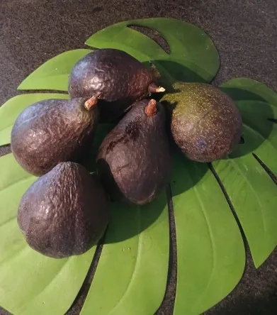 Vends Avocats