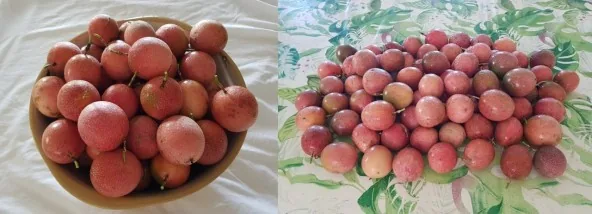 Fruits de la passion (la photo représente 5kg)
