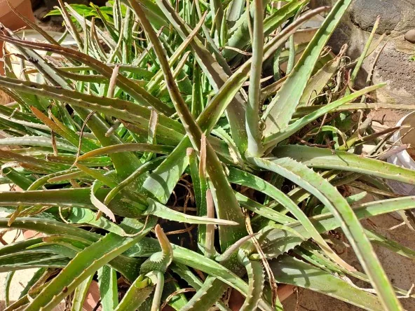 Donne l'aloe vera