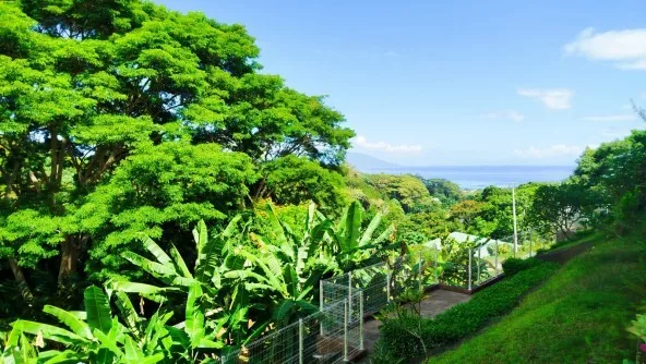 À louer – grand F1 avec grande terrasse vue Moorea