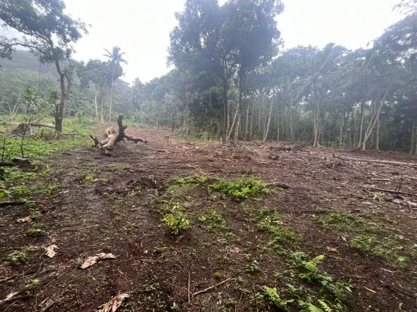 A VENDRE TERRAIN 1300M2 HAAPITI - 24 900 000XPF