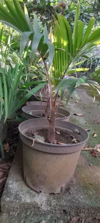 ð´ bouteilles à vendre