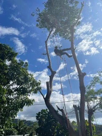 ENTRETIEN DES ESPACES VERTS, ELAGAGE ET ABATTAGE D'ARBRES