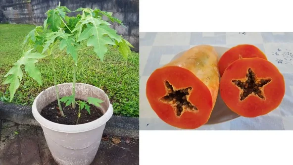 3 Plants de Papaye